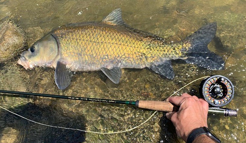 Underrated Giants: fly fishing for smallmouth buffalo By: Bennett Anderson