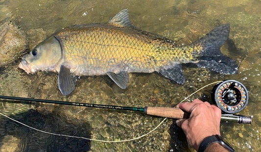Underrated Giants: fly fishing for smallmouth buffalo By: Bennett Anderson