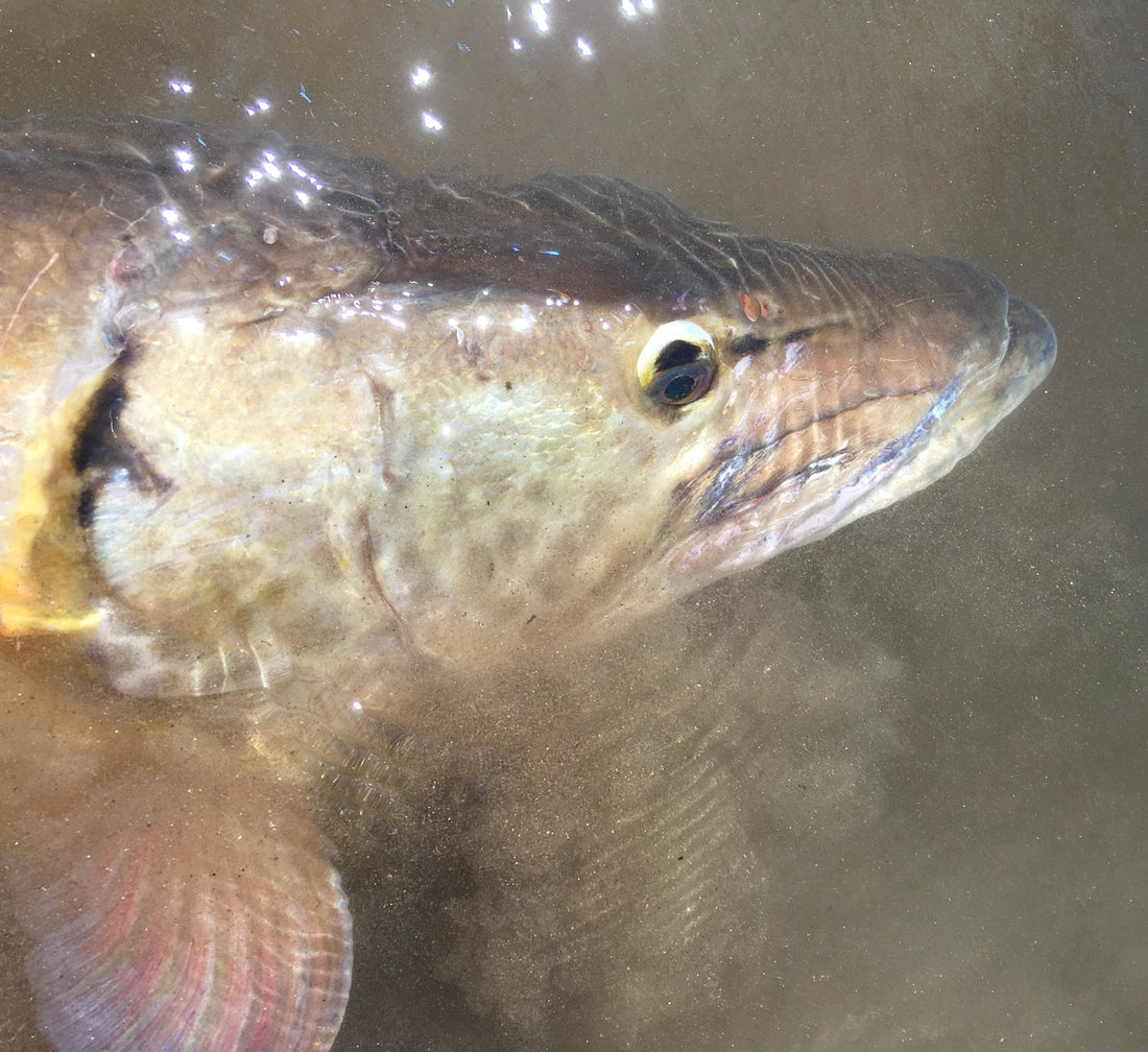 Winter Muskie Fishing on the French Broad River: Embrace the Chill!  BY: STRATTON HUNTER