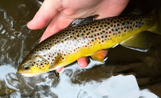 Save Some Fish For Us! Proper Handling Of Trout By: David Bergman