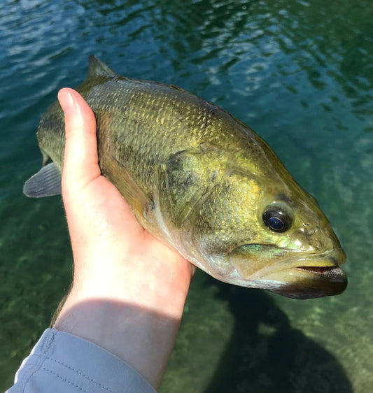 Stagnant : The Exciting Fishery of Your Local Pond By: David Bergman