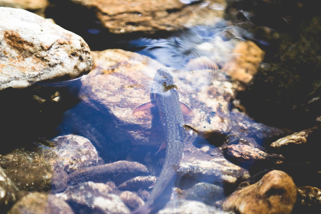 Head Upstream: Summertime Blue Lines By: Sean Deines